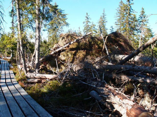 Wanderweg durch ein Hochmoor (Filz), © Gine Selle