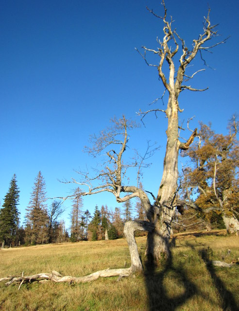 Baum auf einer ehemaligen Hochweide (Schachten), © Gine Selle