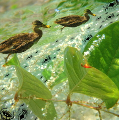 "Die Zone oder die Urbanisierung des Wassers" - Dortmund, Rombergpark © Gine Selle 2017